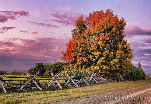 Autumn Tree At Sunrise_16976-8.jpg - Photographed near Smiths Falls, Ontario, Canada.